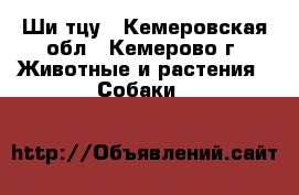 Ши-тцу - Кемеровская обл., Кемерово г. Животные и растения » Собаки   